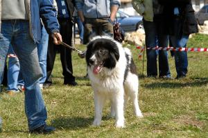 Прикачена снимка