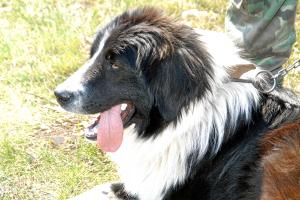 Прикачена снимка