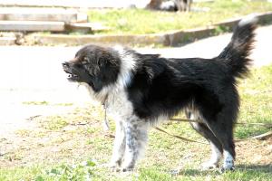 Прикачена снимка