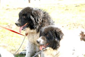 Прикачена снимка