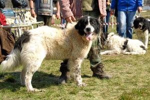 Прикачена снимка