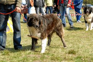 Прикачена снимка