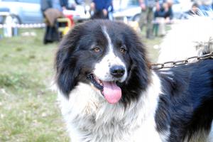 Прикачена снимка