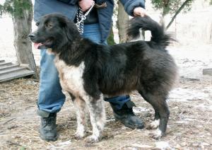 Прикачена снимка