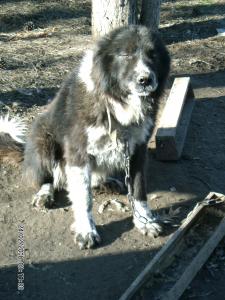 Прикачена снимка