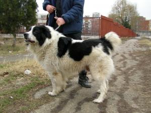 Прикачена снимка