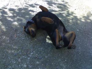 Прикачена снимка