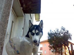 Прикачена снимка