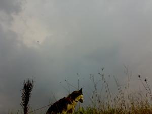 Прикачена снимка