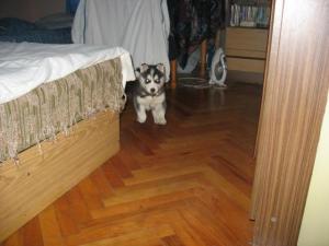 Прикачена снимка