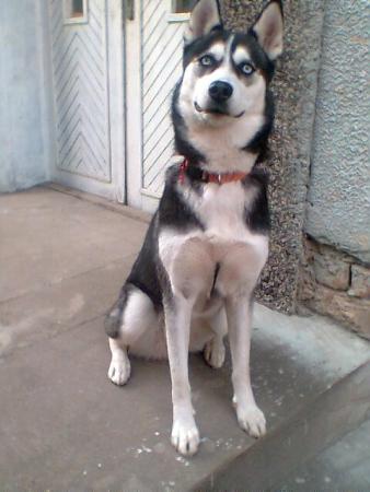 Прикачена снимка