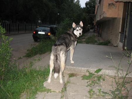 Прикачена снимка