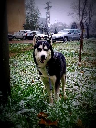 Прикачена снимка