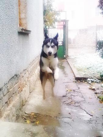 Прикачена снимка