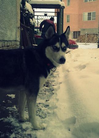 Прикачена снимка