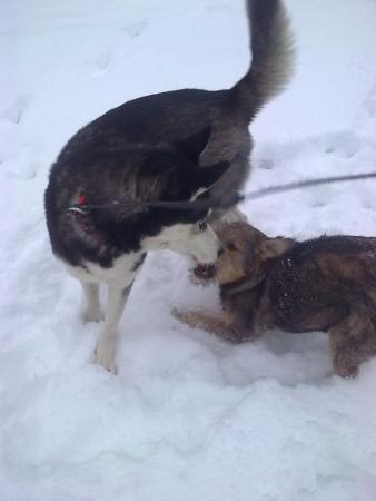 Прикачена снимка
