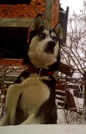 Прикачена снимка