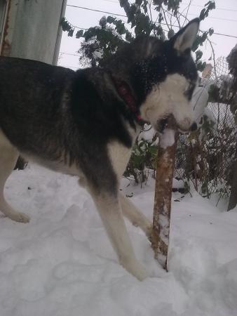 Прикачена снимка