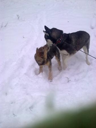 Прикачена снимка