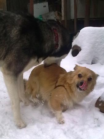 Прикачена снимка
