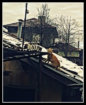 Прикачена снимка