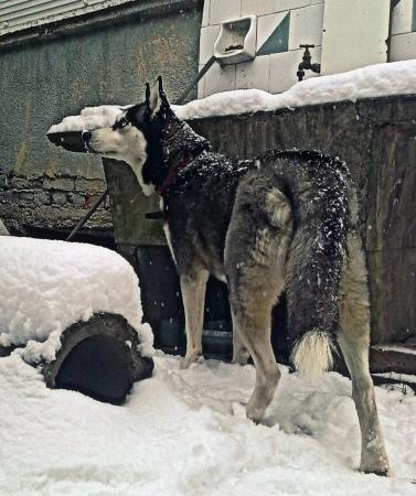 Прикачена снимка
