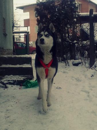Прикачена снимка