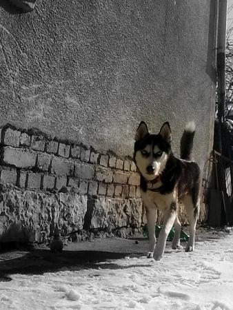 Прикачена снимка