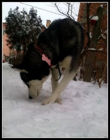 Прикачена снимка