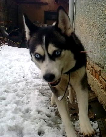 Прикачена снимка