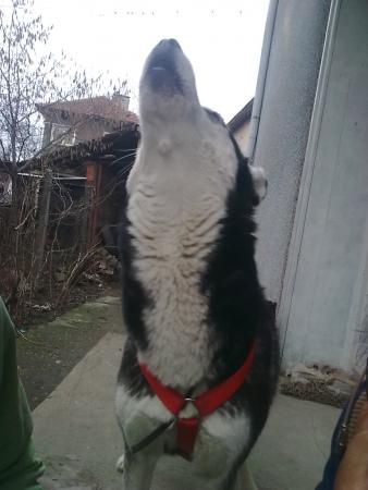 Прикачена снимка