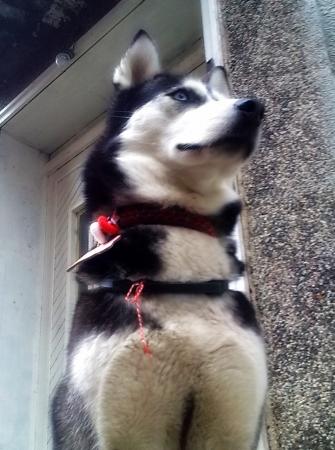 Прикачена снимка