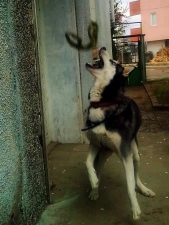 Прикачена снимка