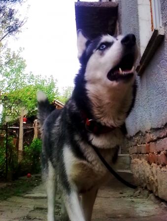Прикачена снимка