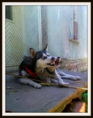 Прикачена снимка