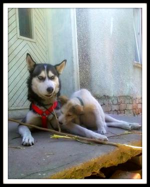 Прикачена снимка