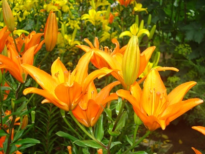 Прикачена снимка