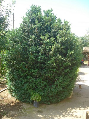 Прикачена снимка