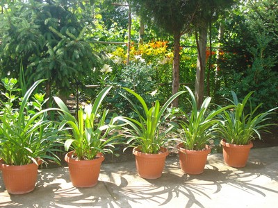 Прикачена снимка