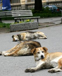 Прикачена снимка