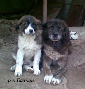 Прикачена снимка