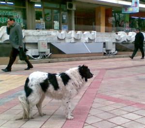 Прикачена снимка