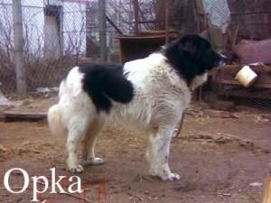 Прикачена снимка