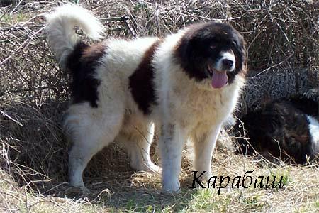 Качена снимка