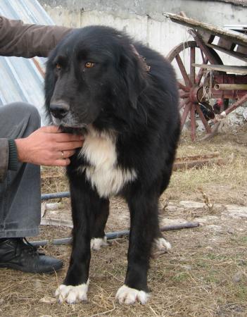 Прикачена снимка