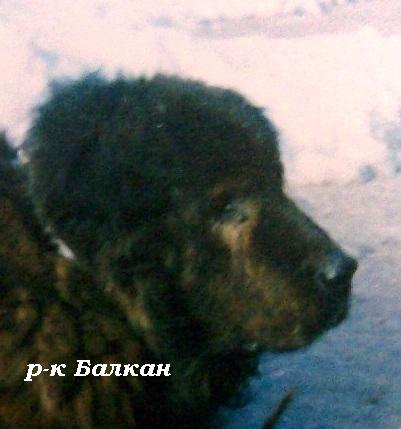 Прикачена снимка