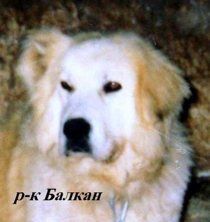 Прикачена снимка