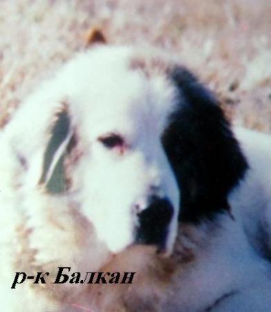 Прикачена снимка