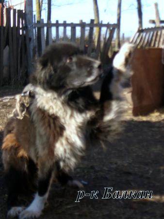Прикачена снимка