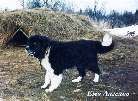 Прикачена снимка
